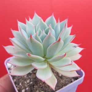 Echeveria