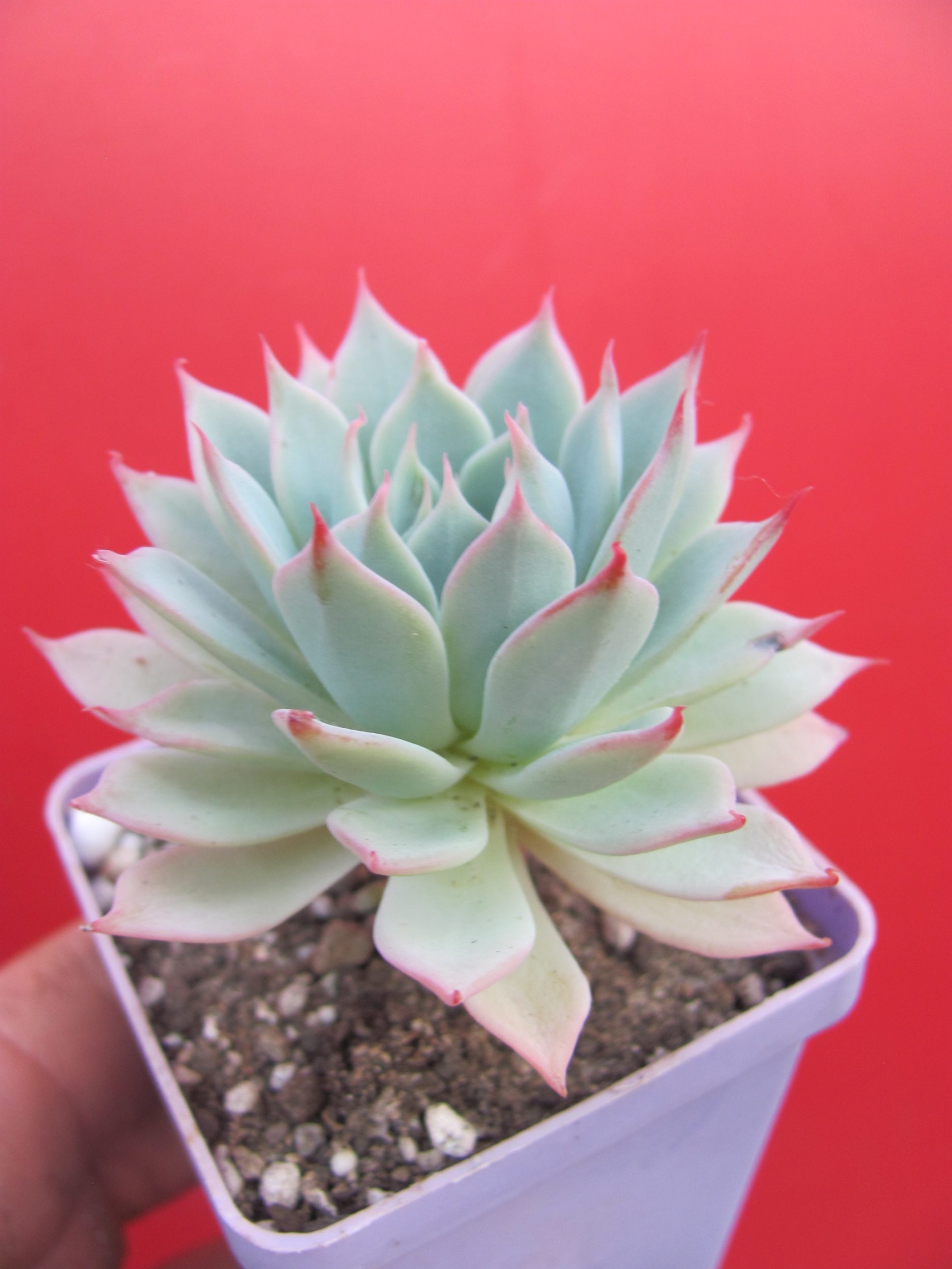 Echeveria