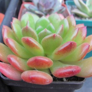 Echeveria  Fantasia Carol