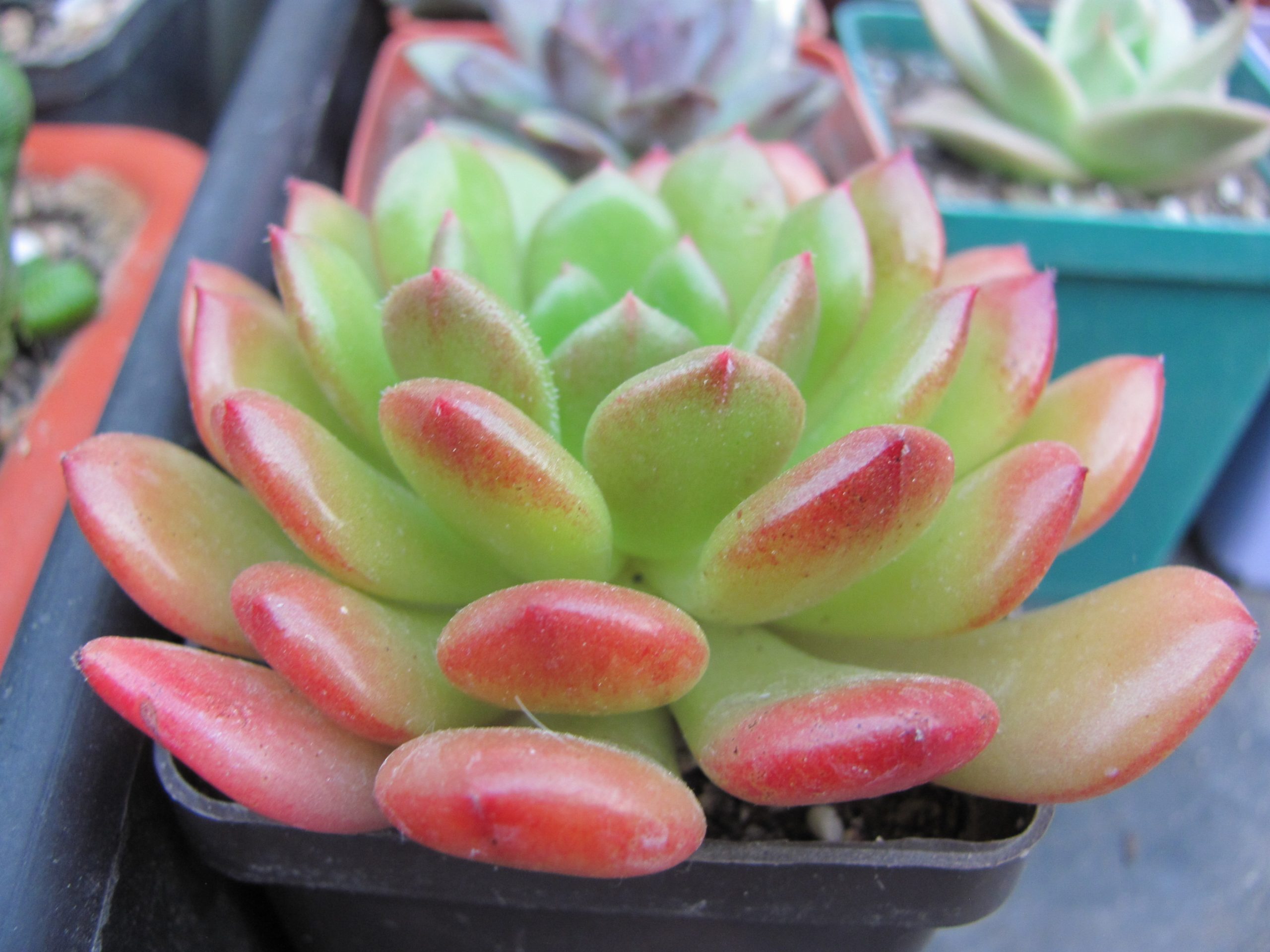 Echeveria  Fantasia Carol
