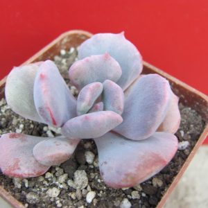 Echeveria Debbie  *Monstr*