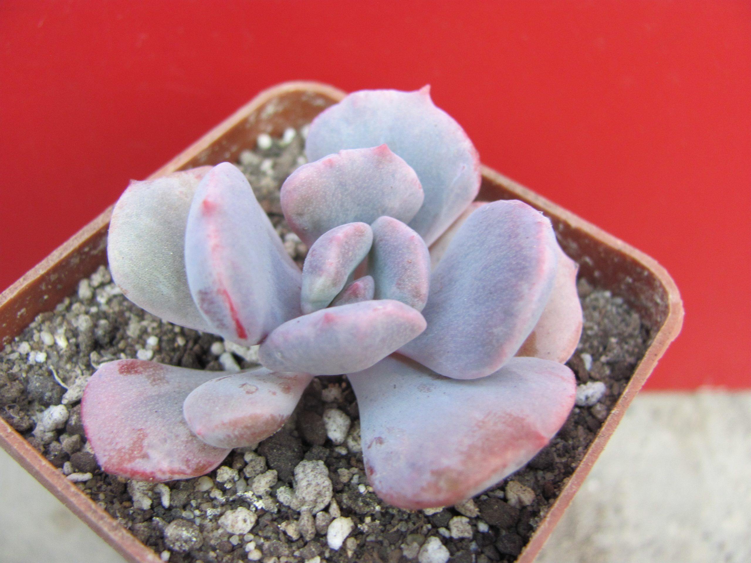 Echeveria Debbie  *Monstr*