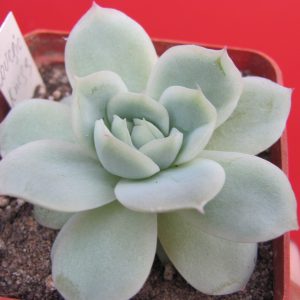 Echeveria *lovesickness*