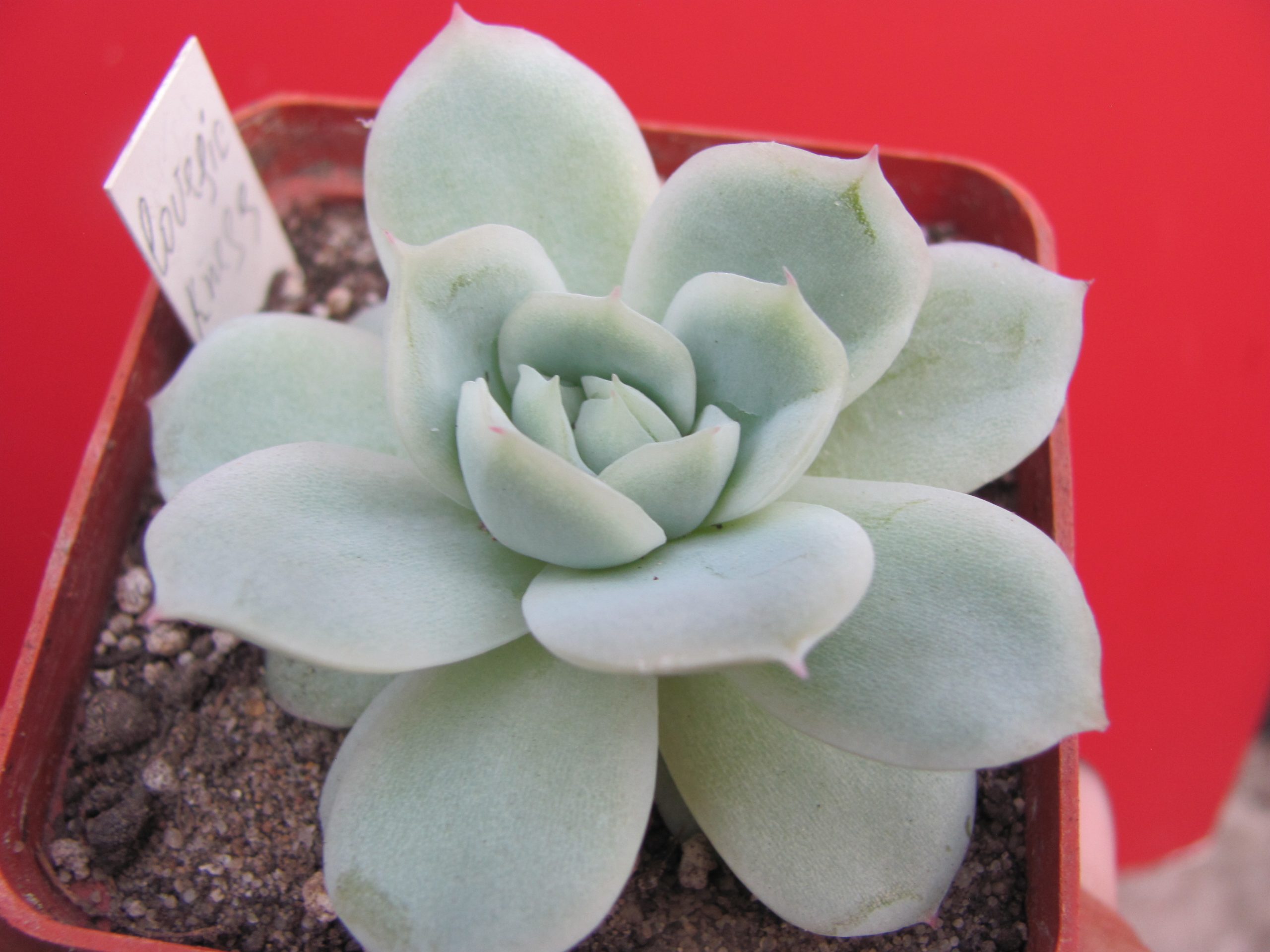 Echeveria *lovesickness*