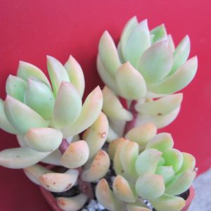 Sedum adolphyi