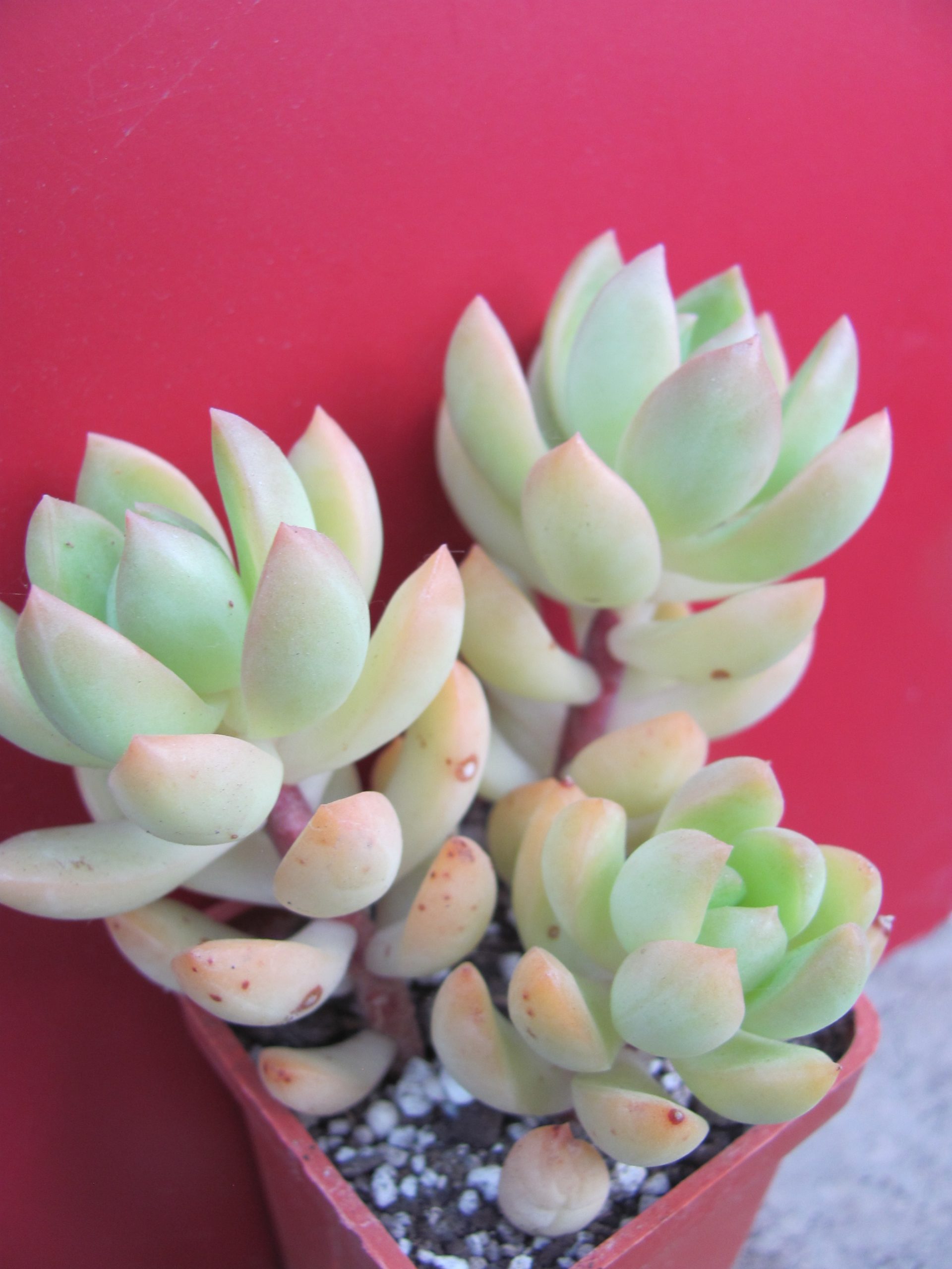 Sedum adolphyi