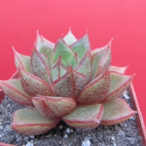 Echeveria purpusorum hybr.