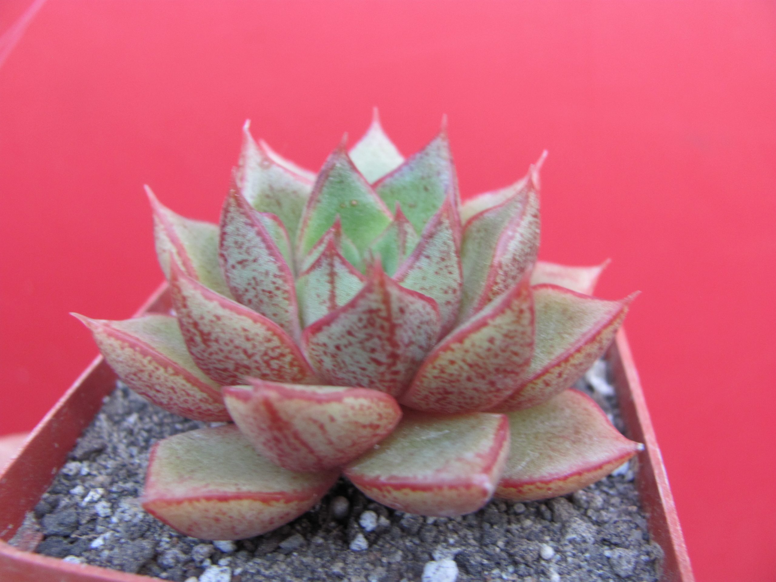 Echeveria purpusorum hybr.