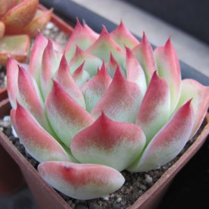 Echeveria chihuahuensis  Ruby Blush
