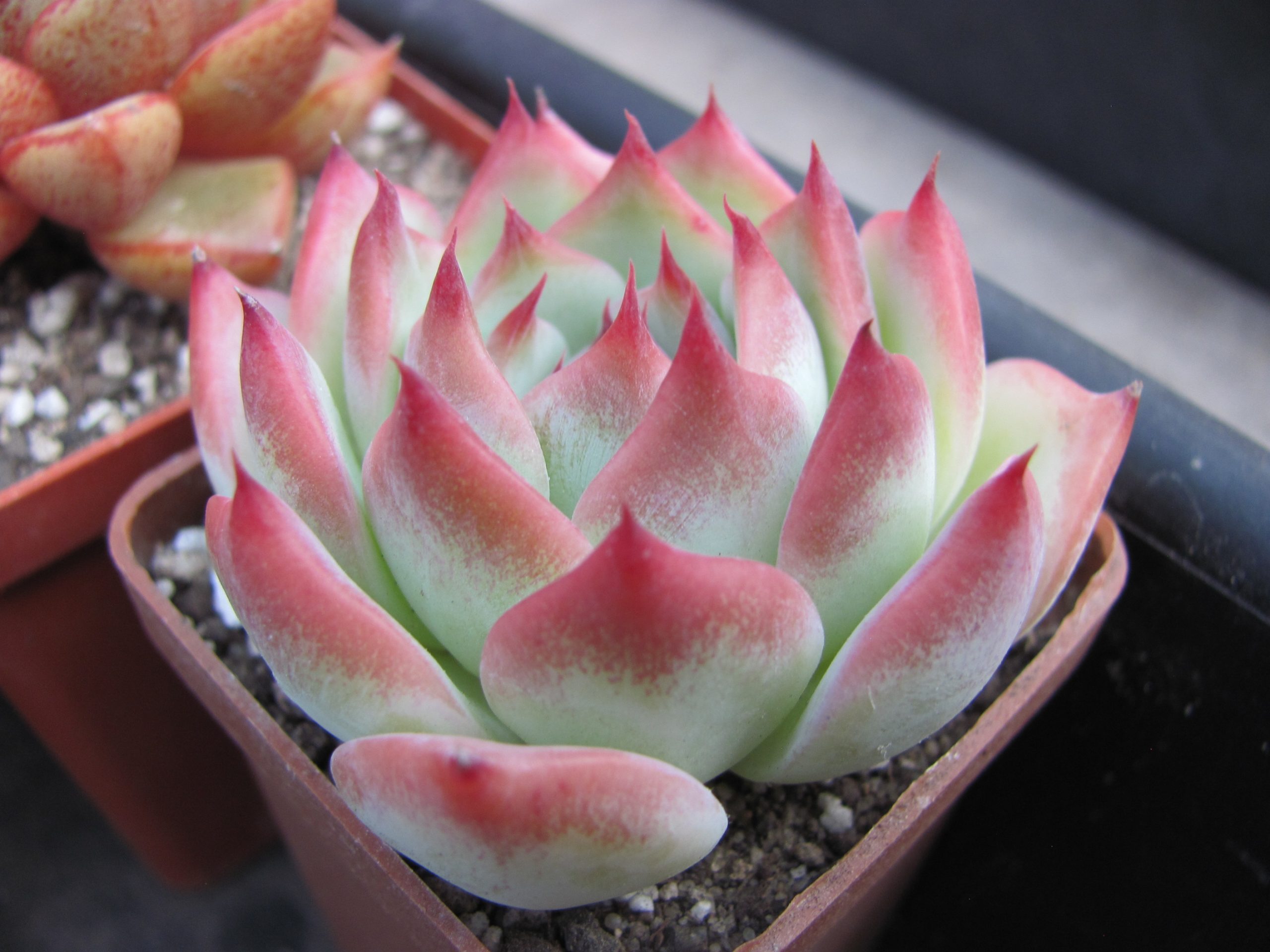 Echeveria chihuahuensis  Ruby Blush