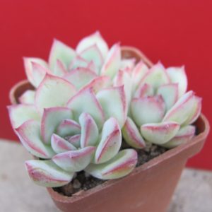 Echeveria Hercules