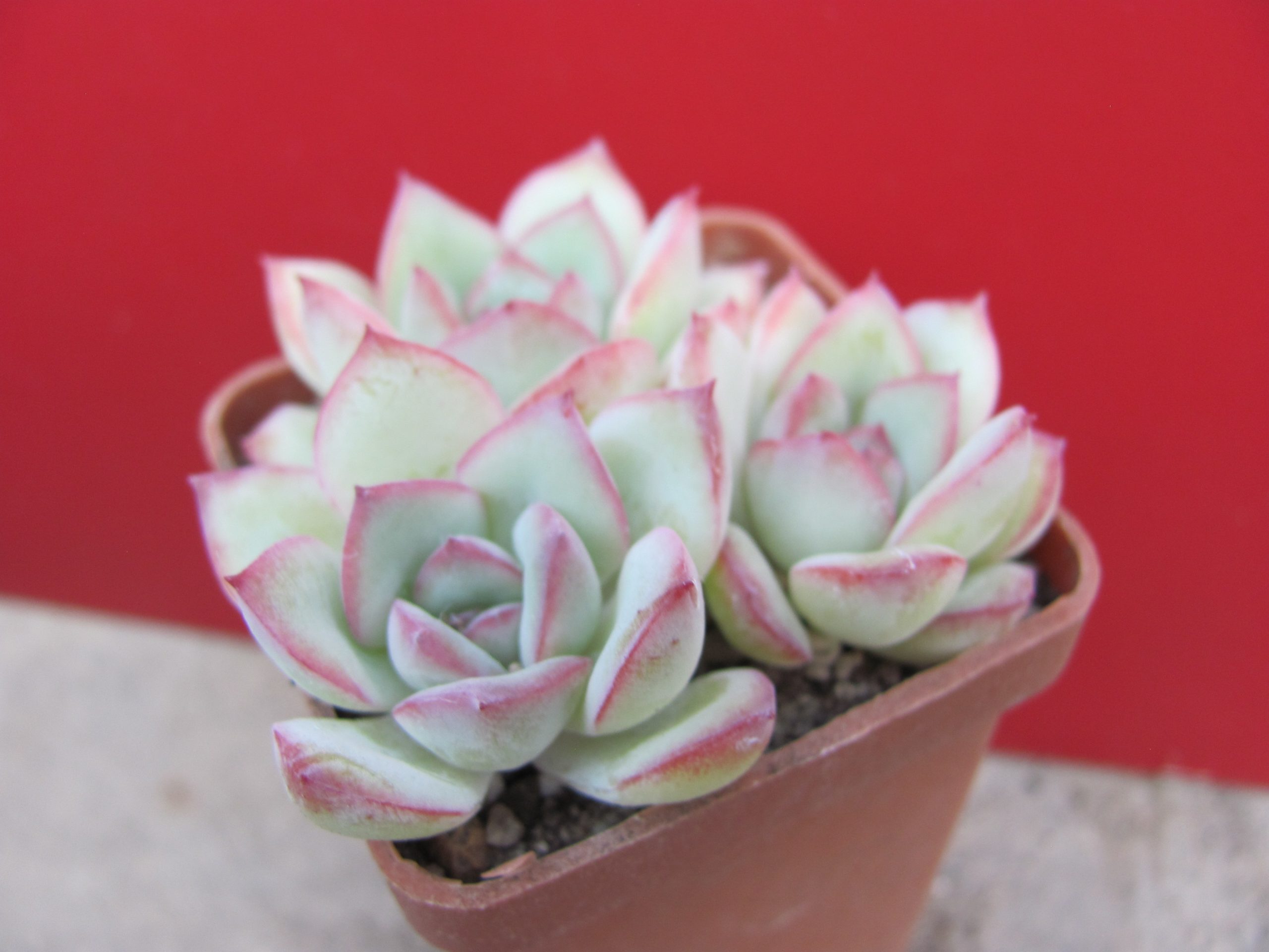 Echeveria Hercules