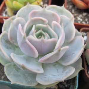 Echeveria  lilacina hybr.