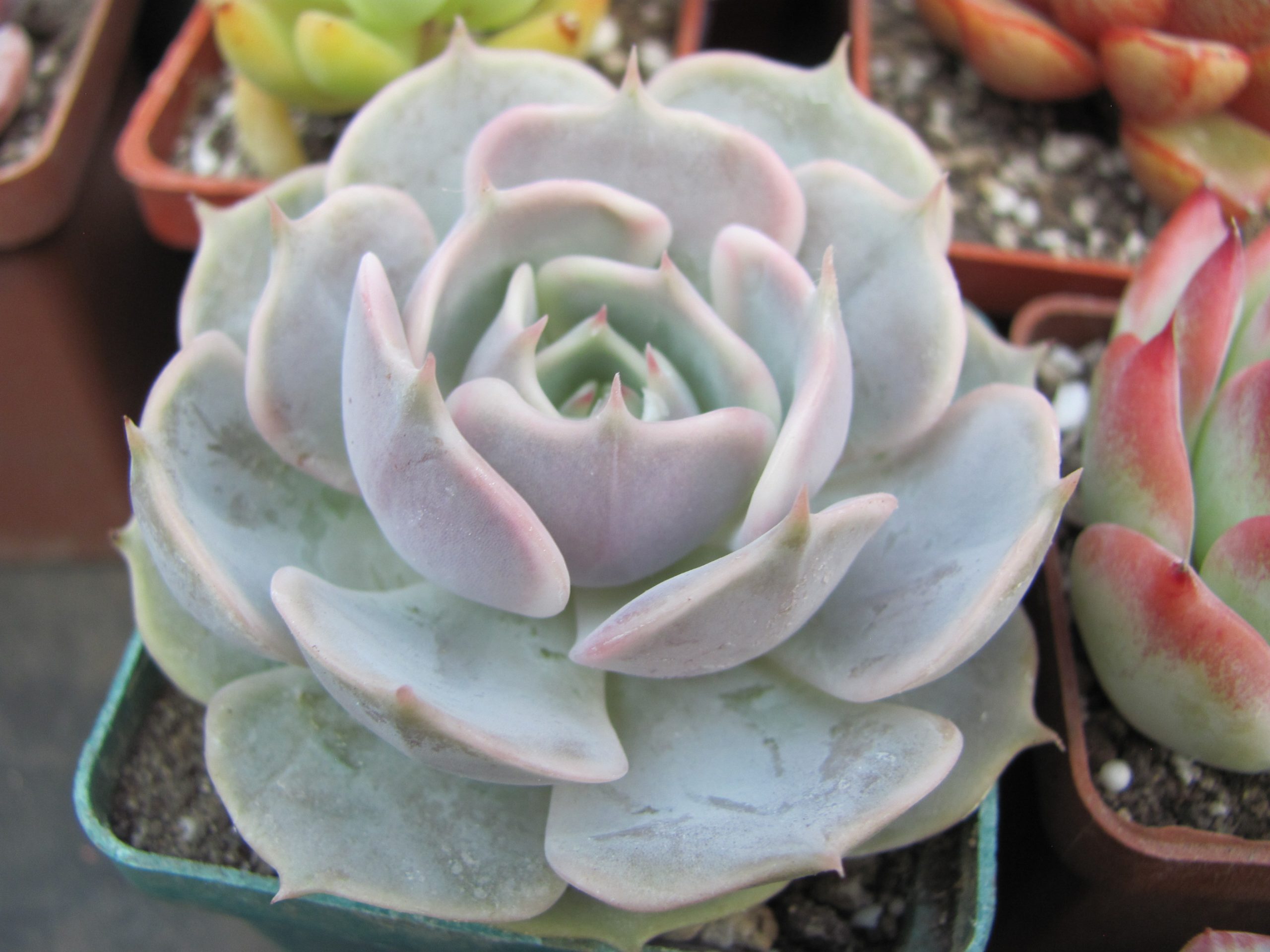 Echeveria  lilacina hybr.