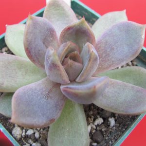 Echeveria  *Dark Chocolate*