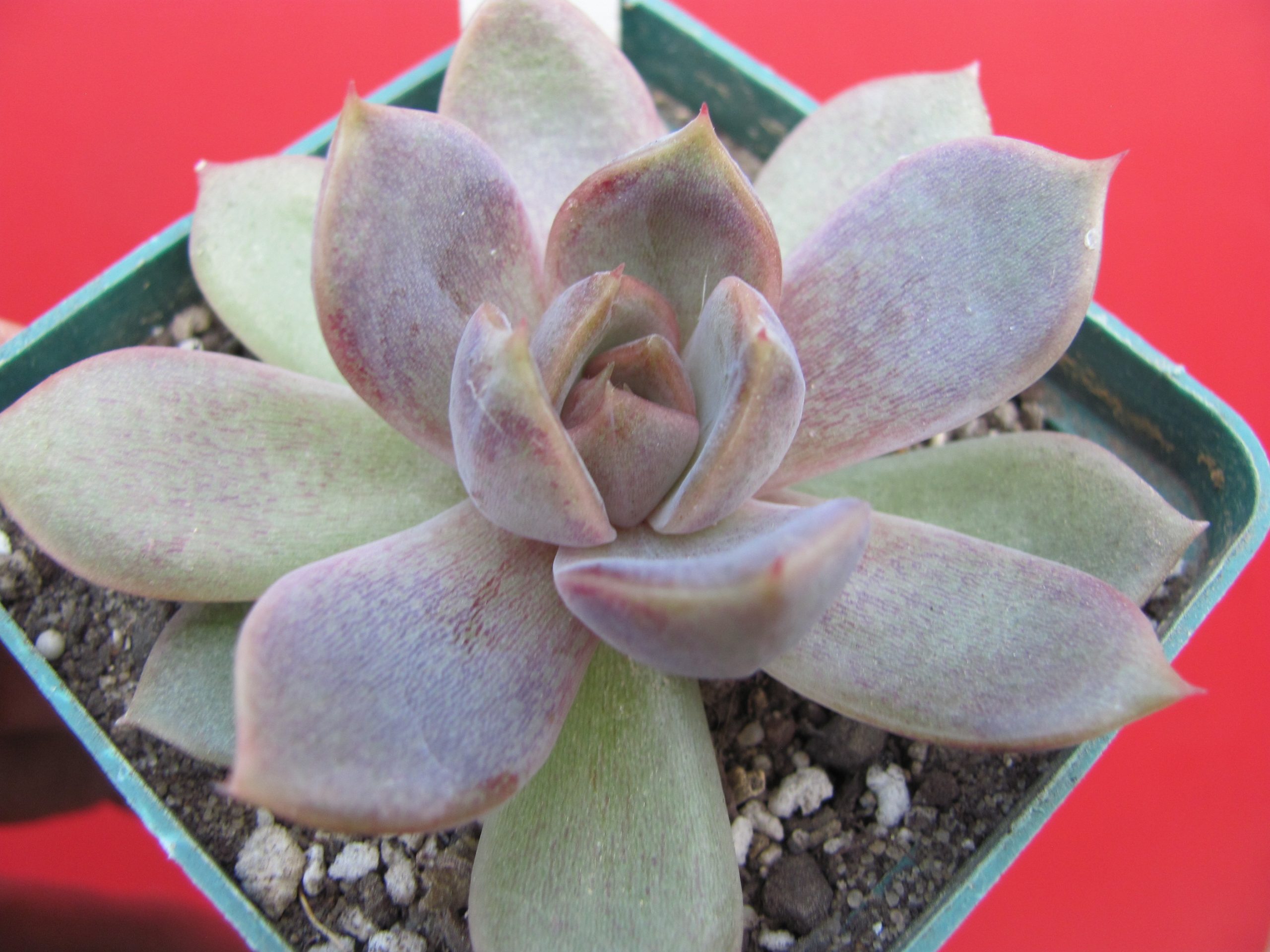 Echeveria  *Dark Chocolate*