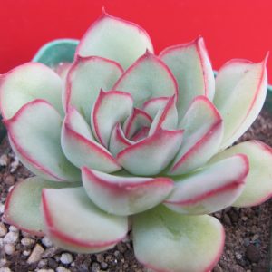 Echeveria pulidonis