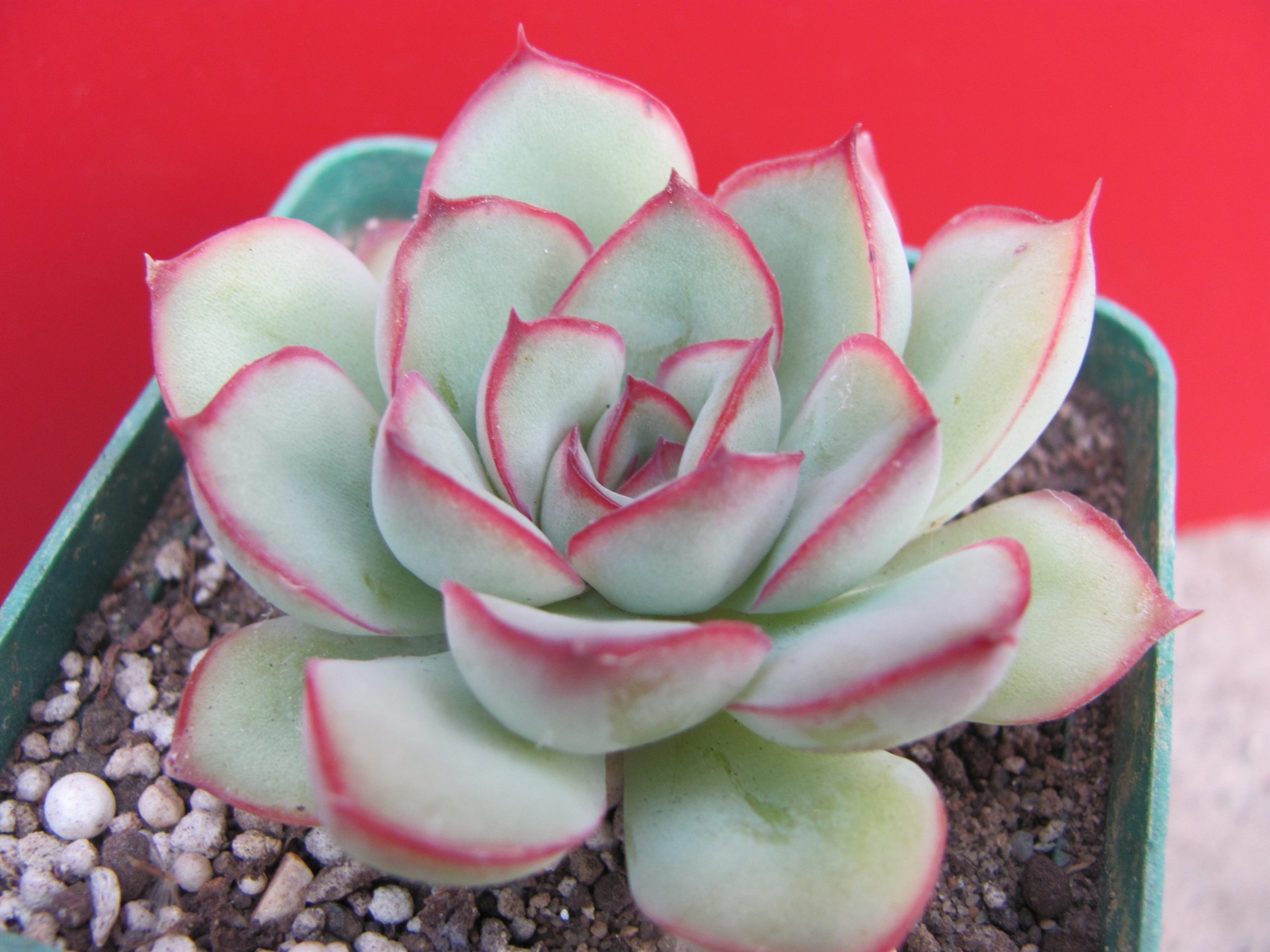 Echeveria pulidonis