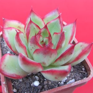 Echeveria