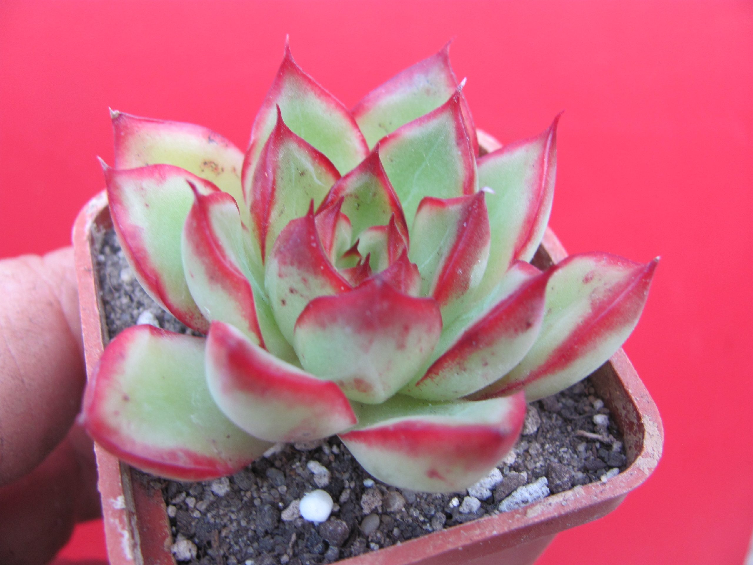 Echeveria