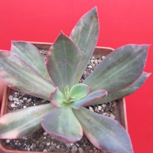 Echeveria hanaikada  variegata