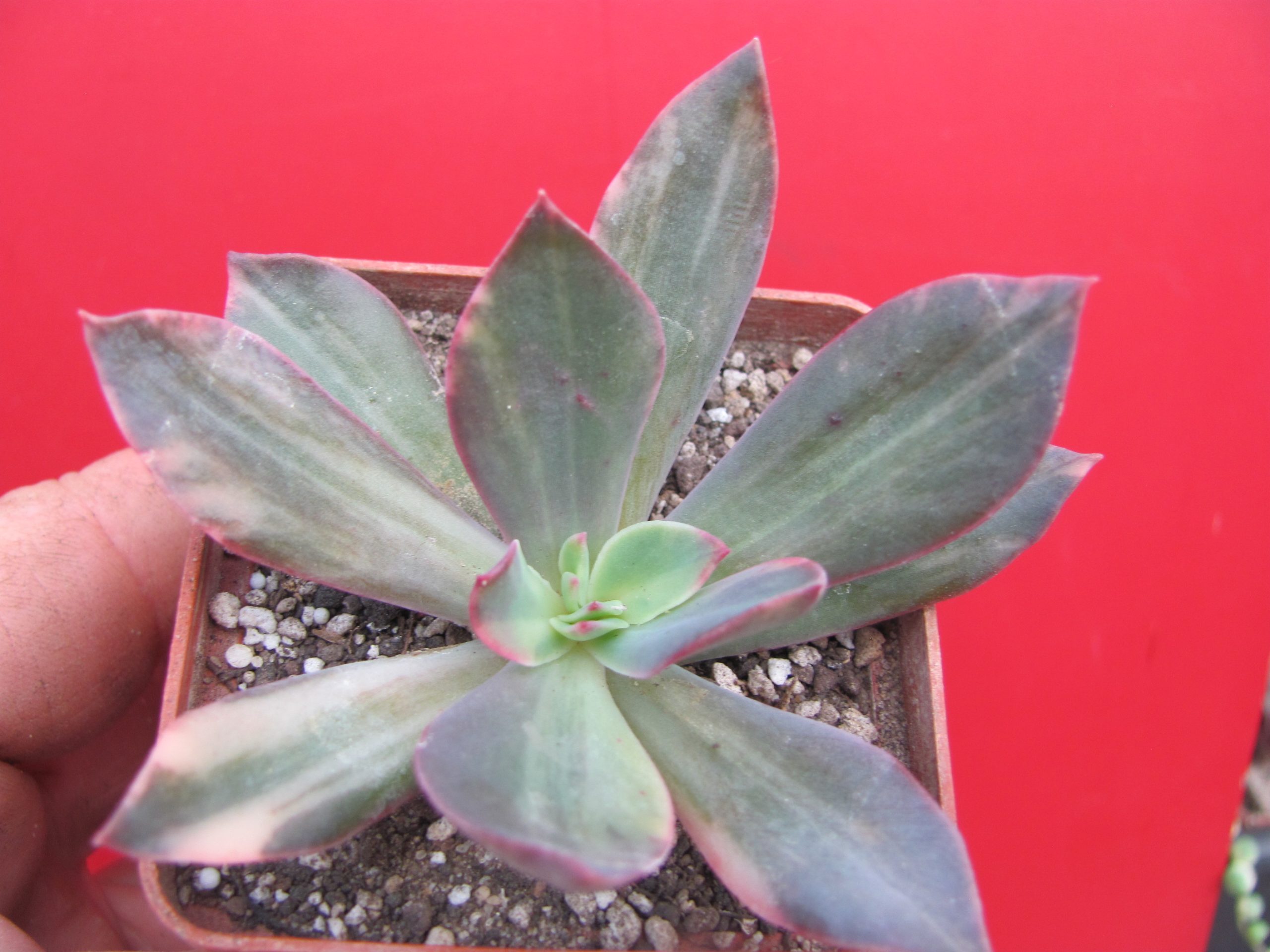 Echeveria hanaikada  variegata