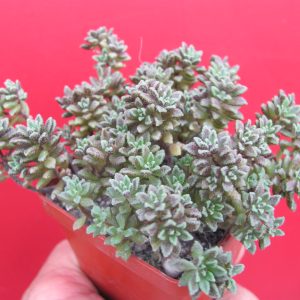 Monanthes subcrassicaulis