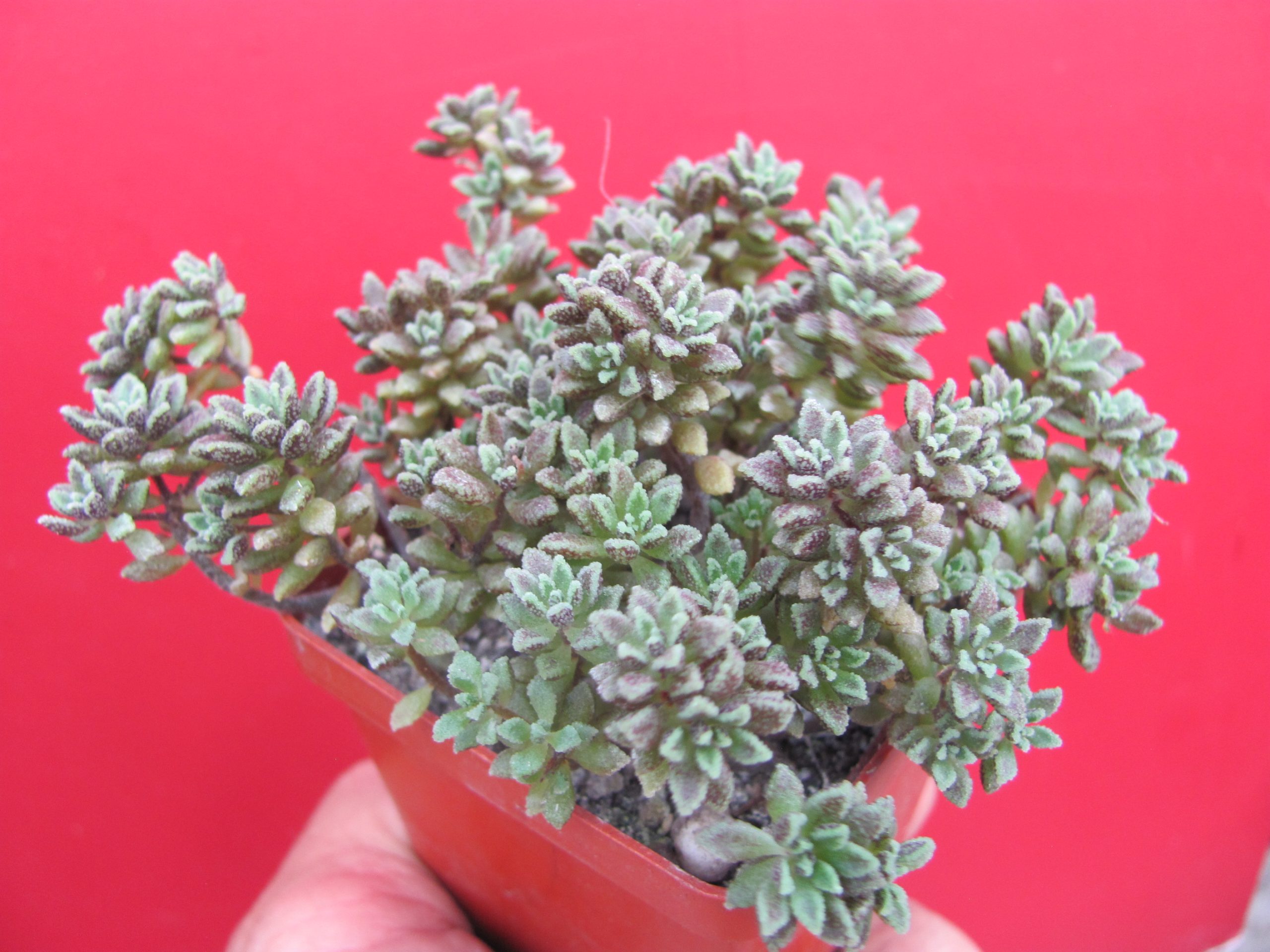 Monanthes subcrassicaulis