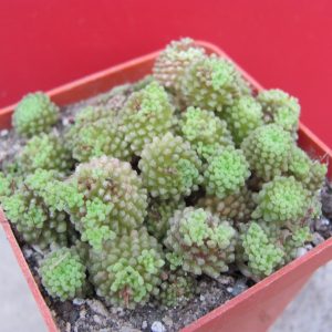 Monanthes polyphylla