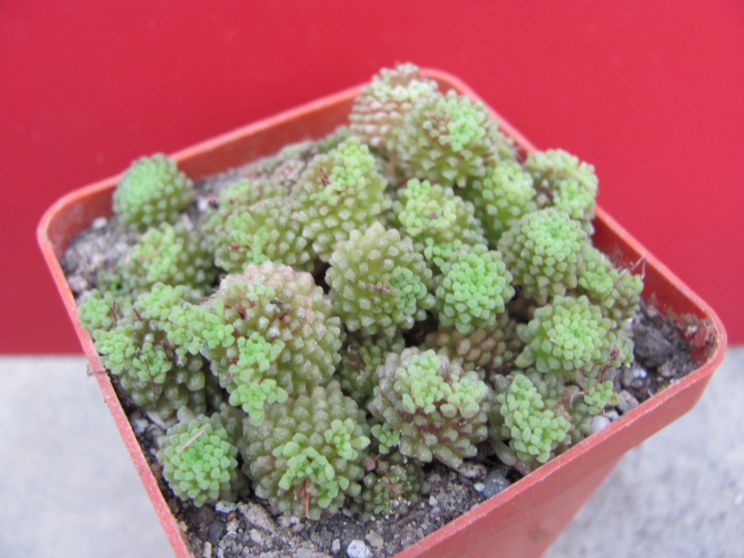 Monanthes polyphylla