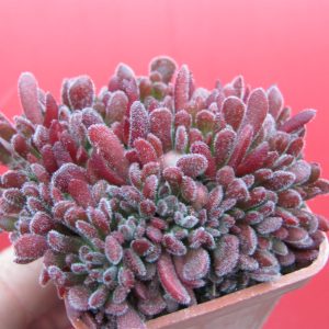 Crassula  pubescens