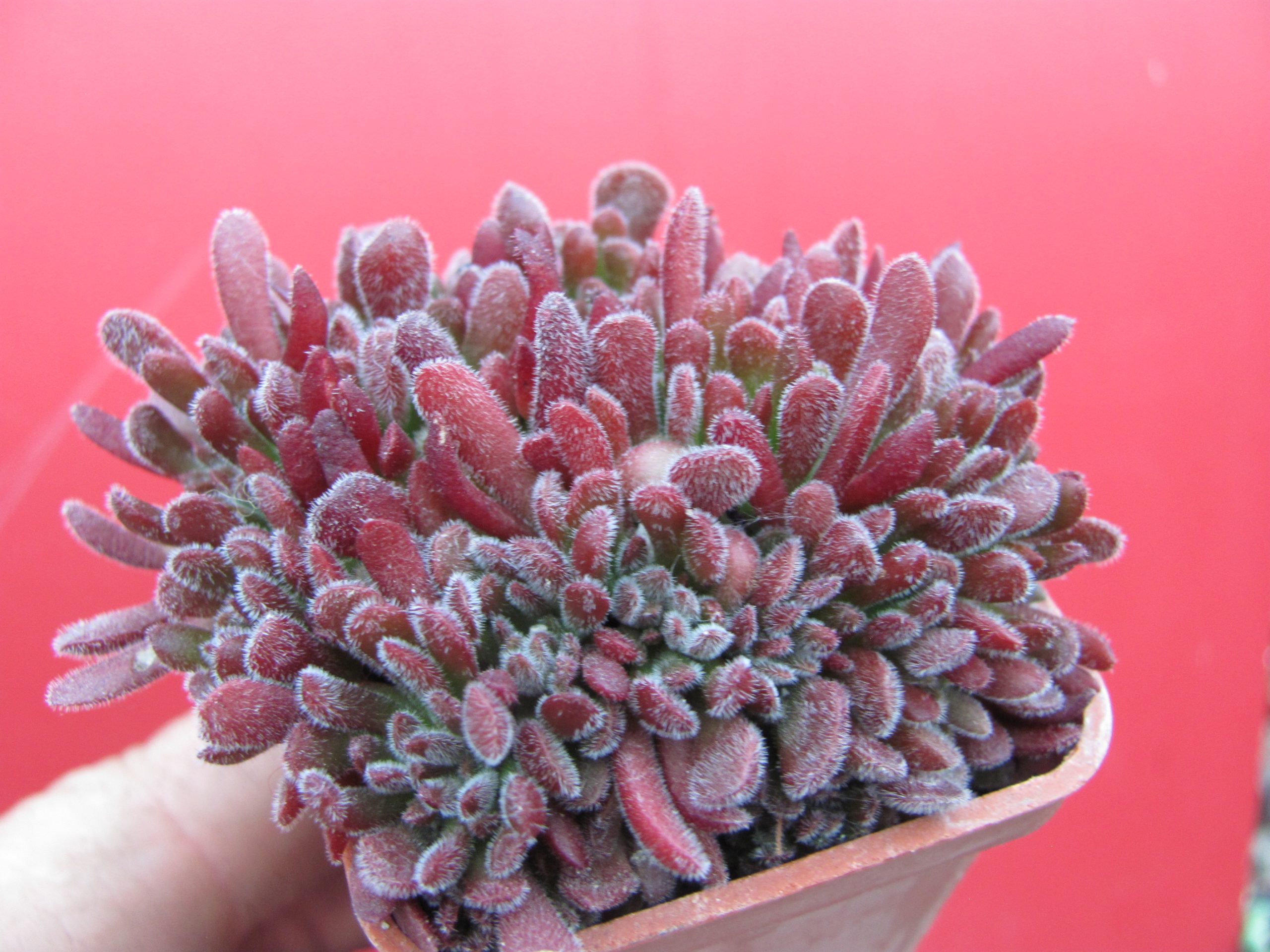 Crassula  pubescens