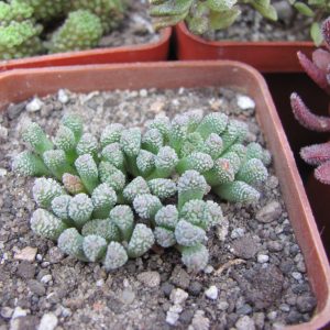 Neohenricia sibbettii