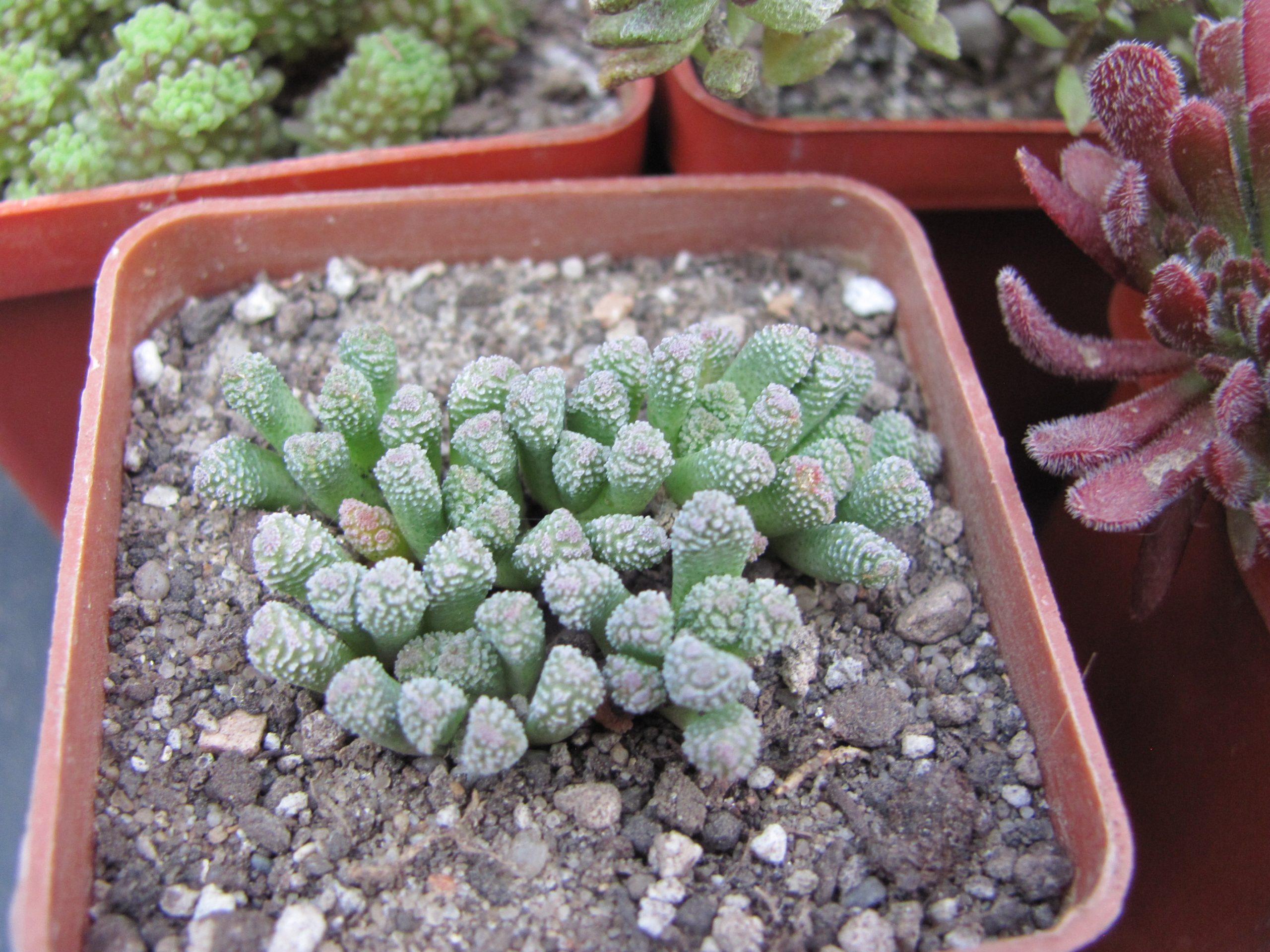 Neohenricia sibbettii