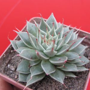 Graptopetalum Silver Star