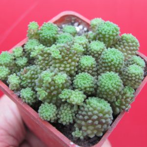 Monanthes polyphylla
