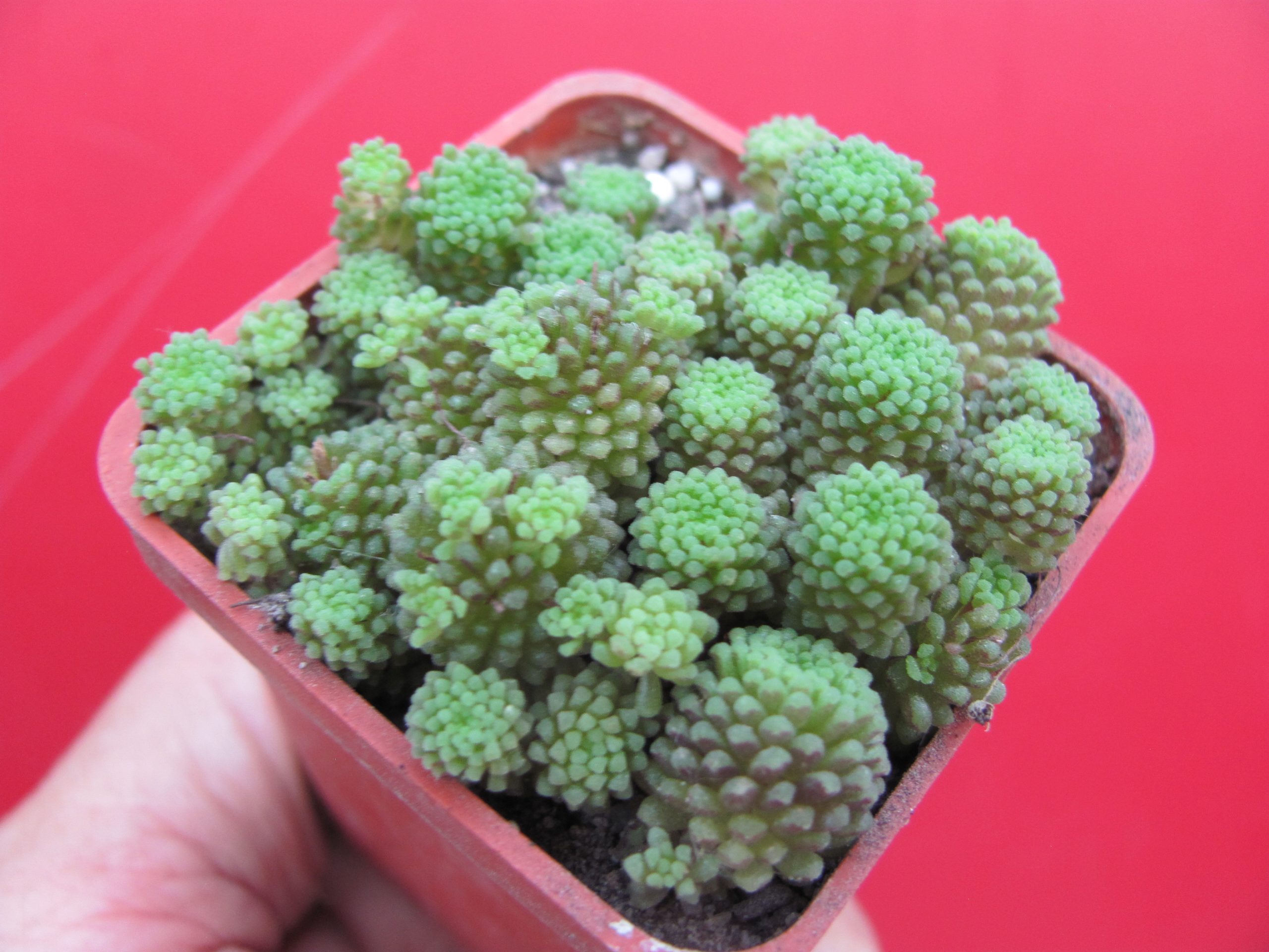 Monanthes polyphylla