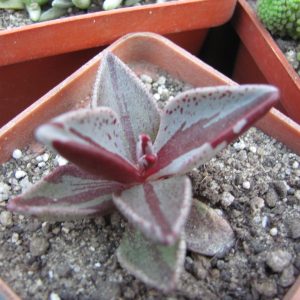 Lenophyllum   guttatum  variegata