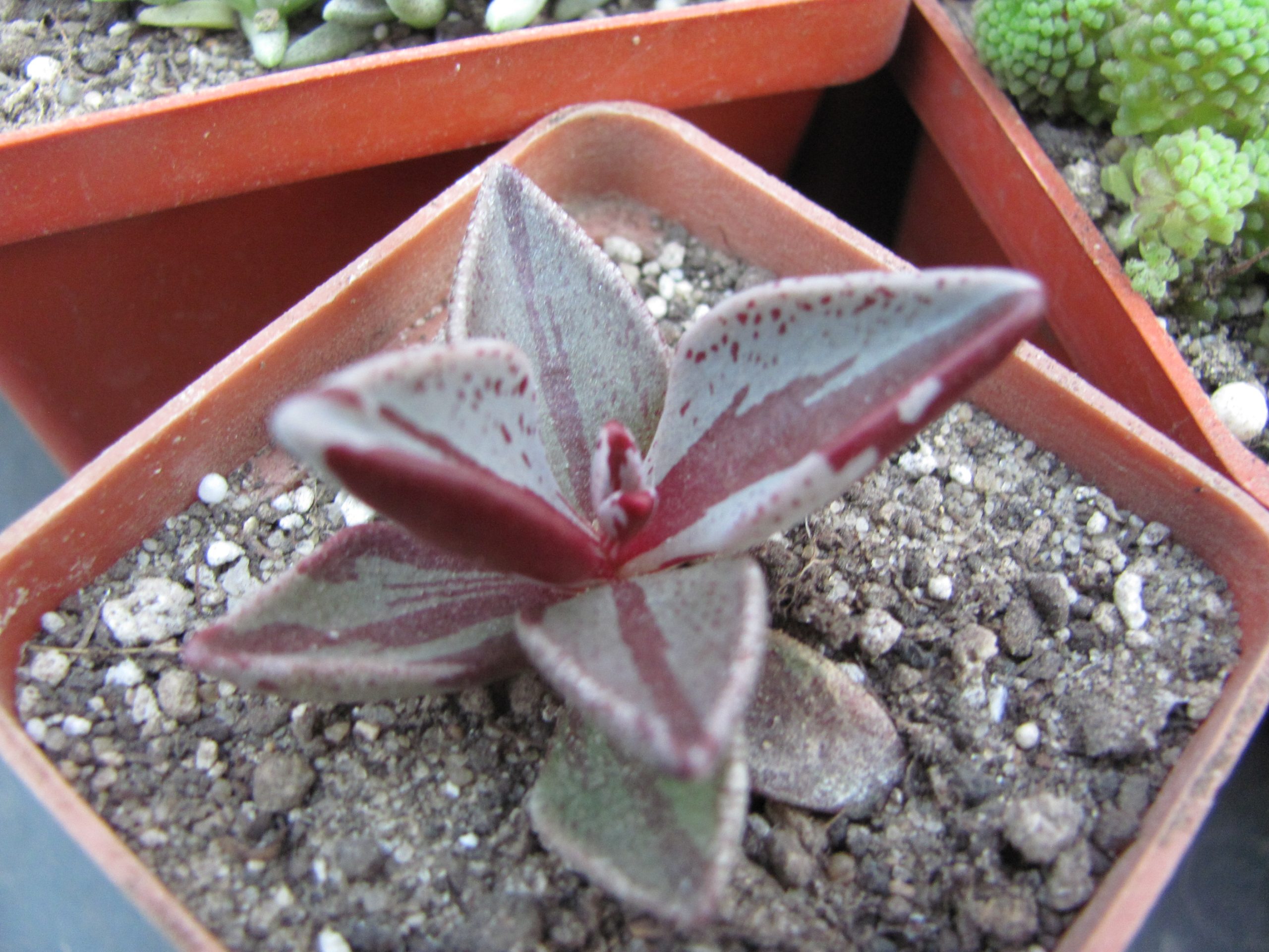 Lenophyllum   guttatum  variegata