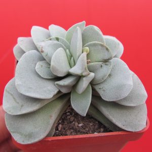 Crassula Morgans Beauty