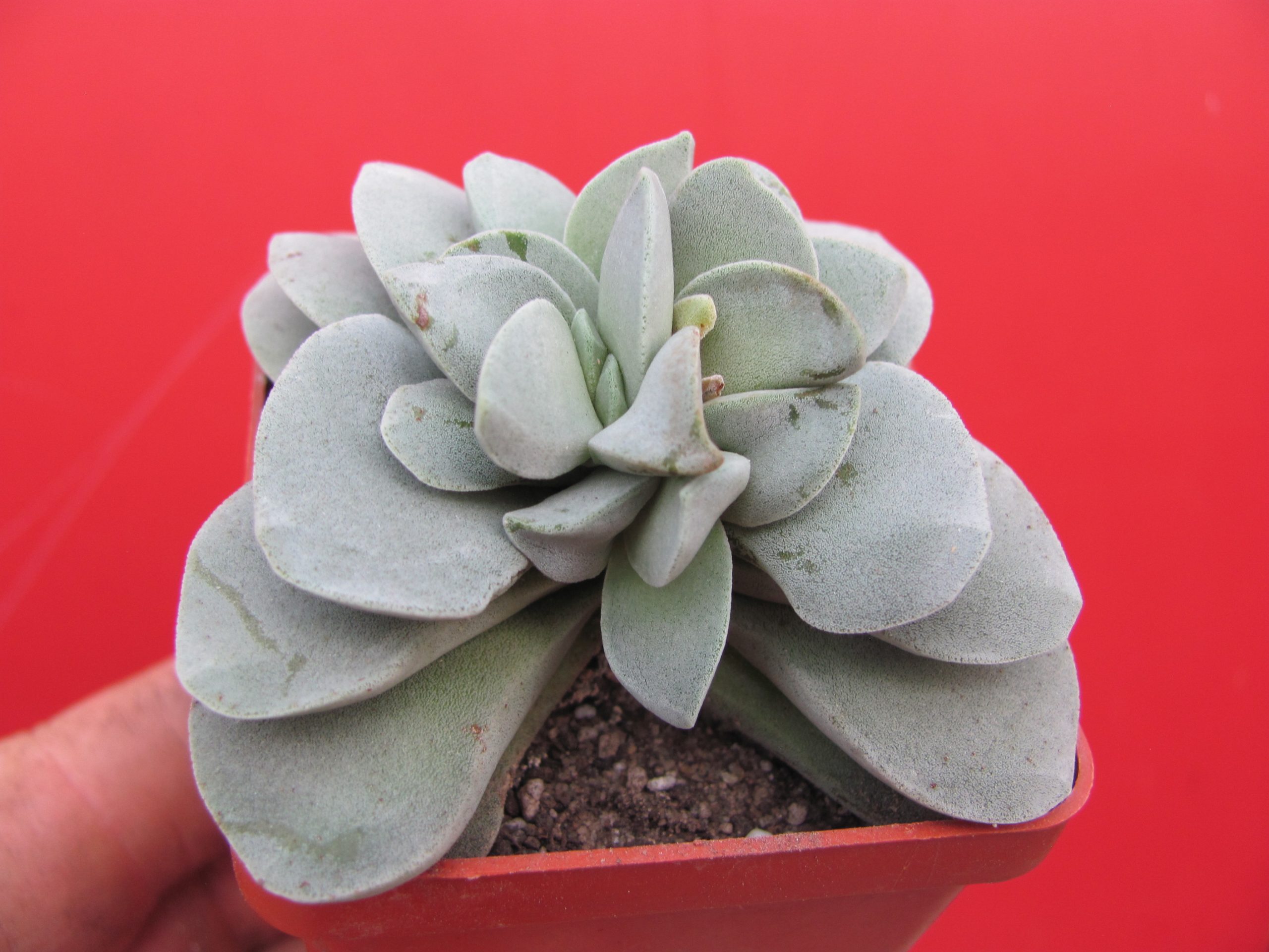 Crassula Morgans Beauty