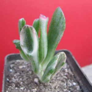 Crassula ovata Gollum  variegata