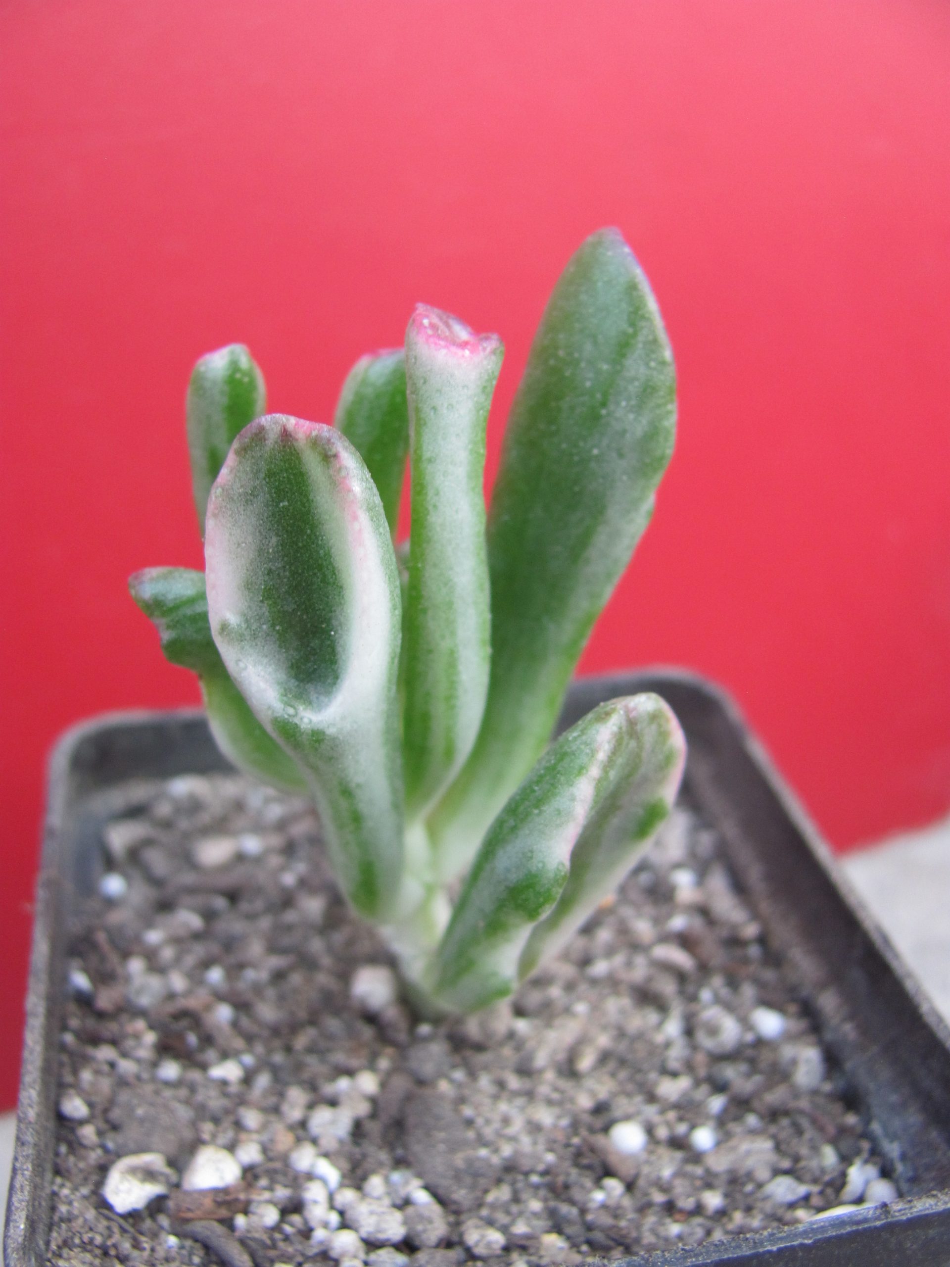Crassula ovata Gollum  variegata