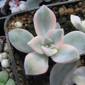 Echeveria *Purple Delight* variegata