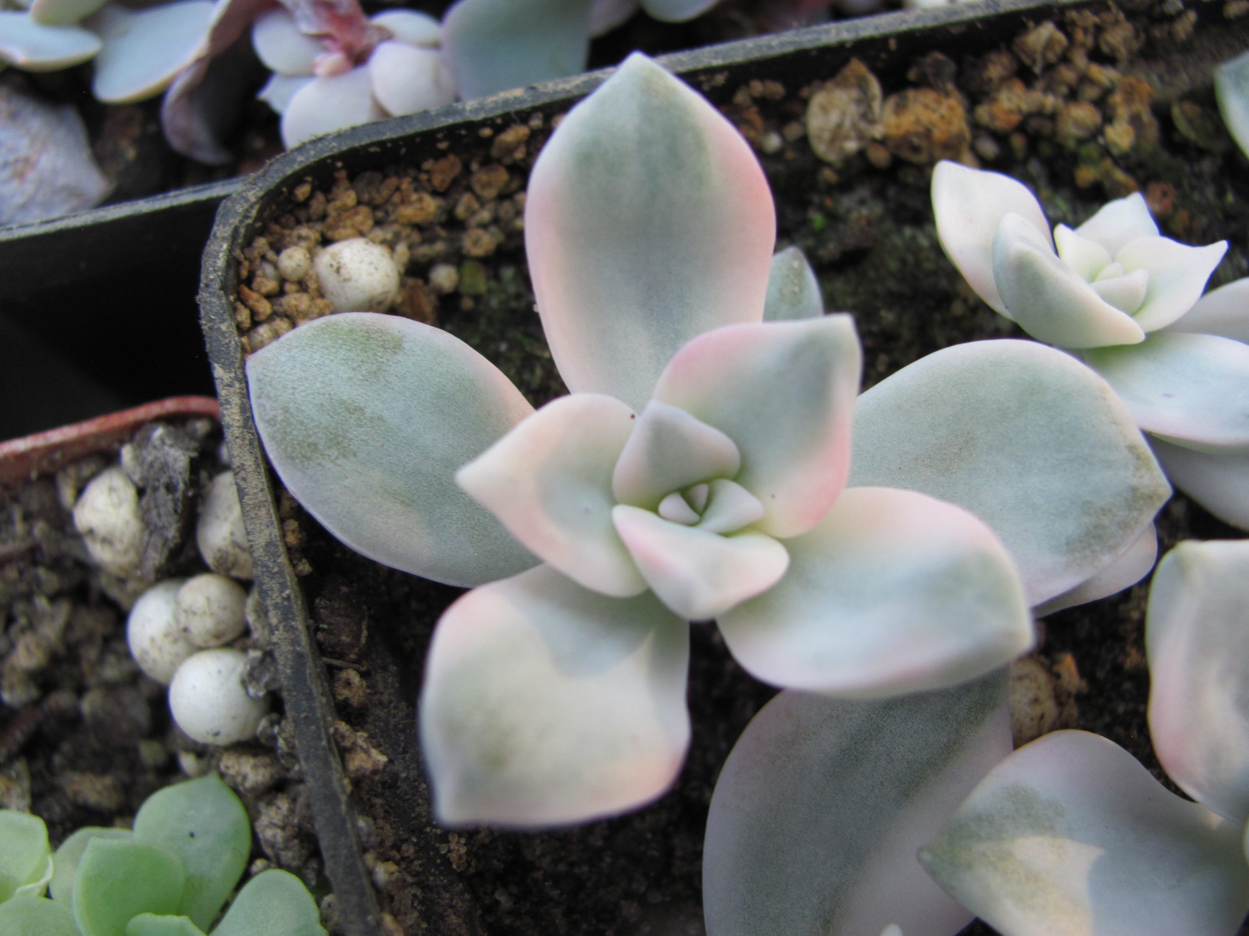 Echeveria *Purple Delight* variegata