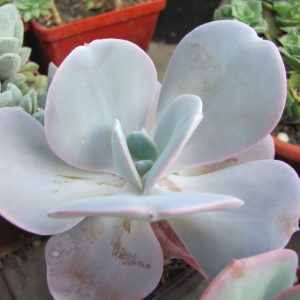 Echeveria