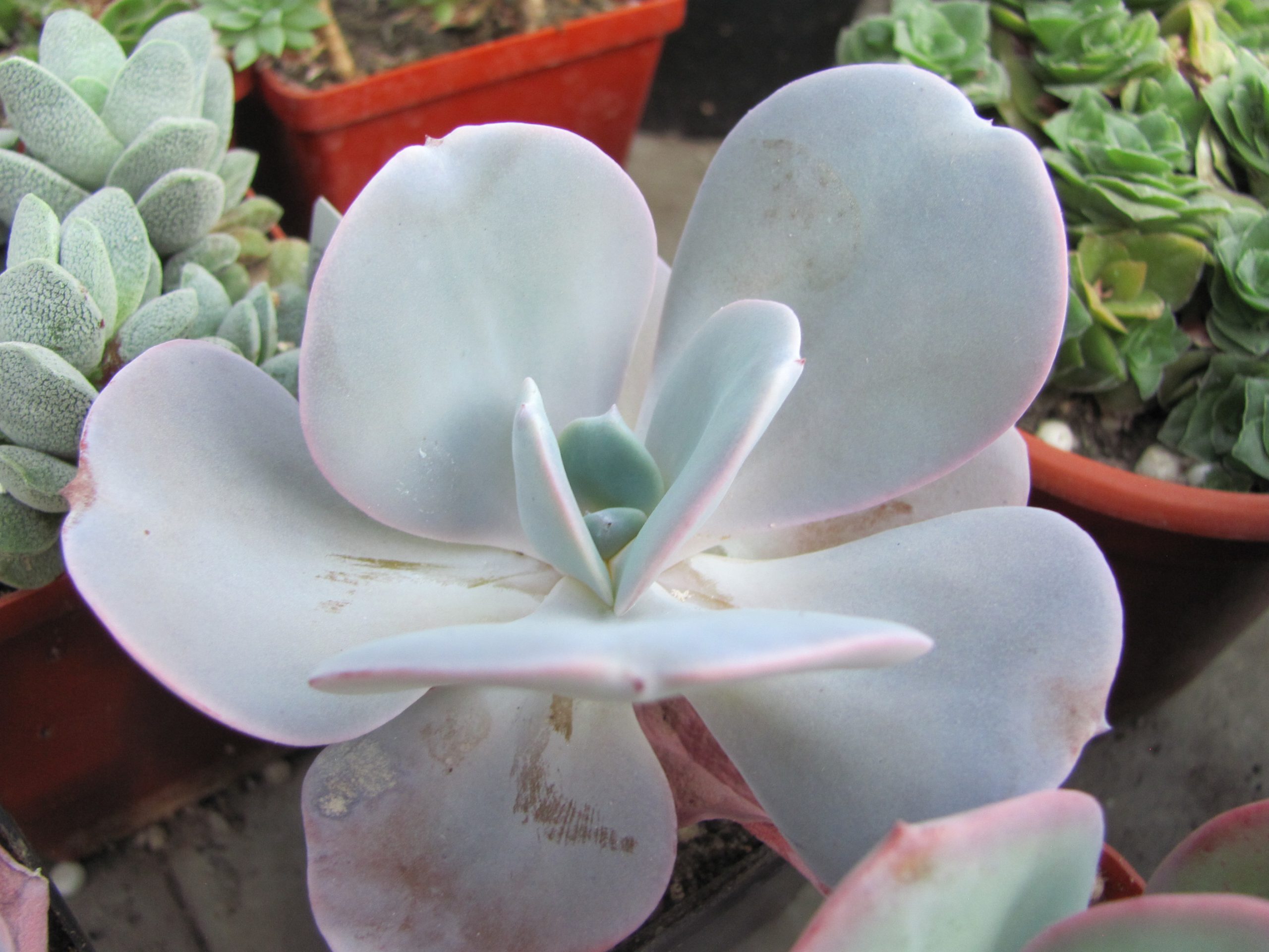Echeveria