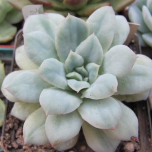 Echeveria  *Seersucker*