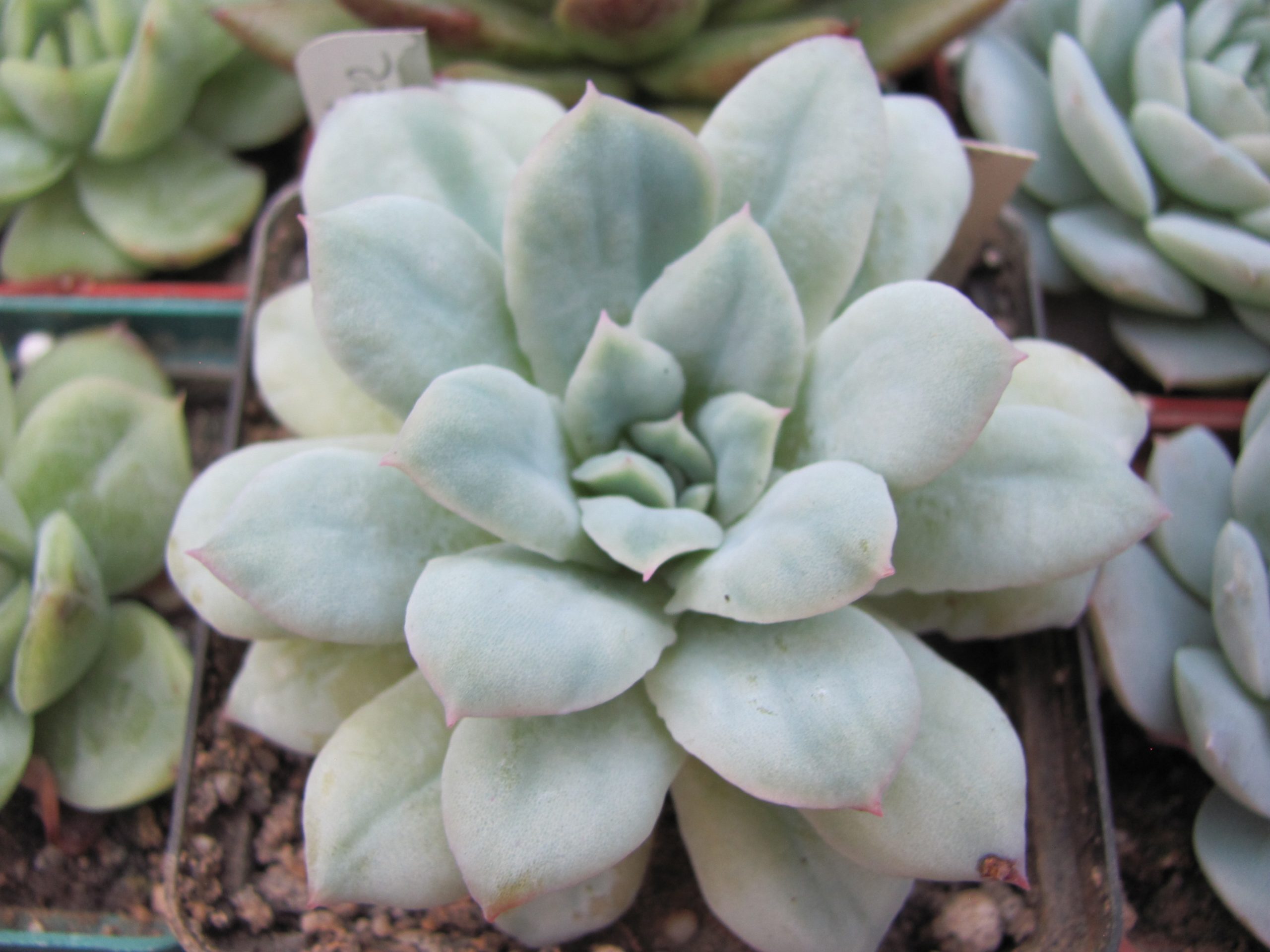 Echeveria  *Seersucker*