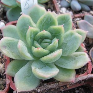 Echeveria  hybr.  51   Italy